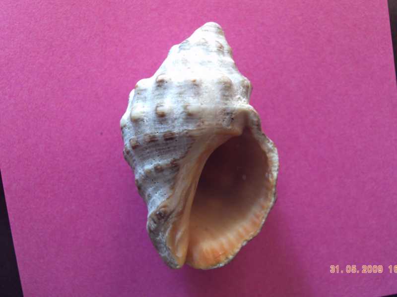 facile determinazione